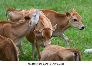 Cattle Grazing In Field, Kaeo, Far North District, North Island, New Zealand