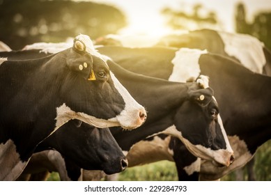 Cattle grazing in a field with the sun rising in the background. - Shutterstock ID 229284793