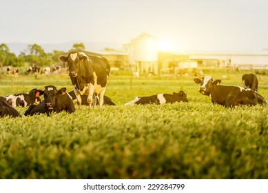 Cattle grazing in a field with the sun rising in the background
