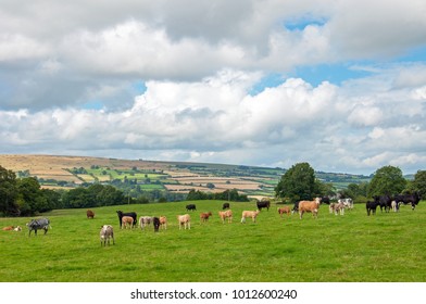 Cattle Grazing Near Hergest Ridge, Herefordshire, England.