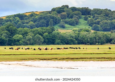 Cattle Grazing Near The River Nith Scotland