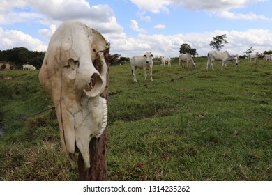Cattle grazing on the farm. - Shutterstock ID 1314235262