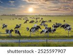 Cattle grazing on farmland pasture. Production of organic dairy products. Milk cows feeding on green farm grassland