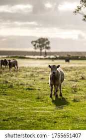 Cattle Grazing On Grass In Australia 