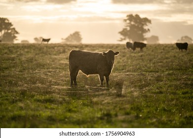 Cattle Grazing On Grass In Australia 