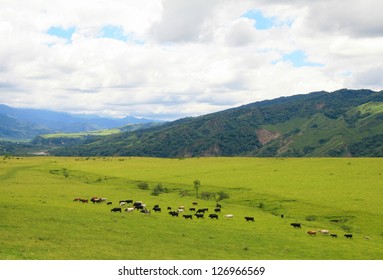 Cattle grazing on a green field near Salta, Argentina