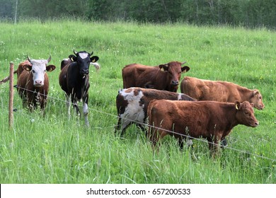 cattle grazing on green meadow