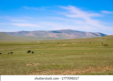 Cattle Grazing On A Mongolian Grassland Steppe, With Mountains In The Distance