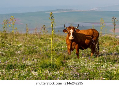 Cattle grazing on Mount Gilboa in Israel on a beautiful afternoon in the spring.
