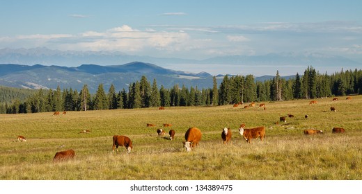 Cattle grazing on pasture in the Rocky Mountains, Colorado, USA