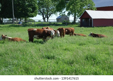 Cattle grazing in a pasture of high green grass on a sunny day in northern Illinois, USA.