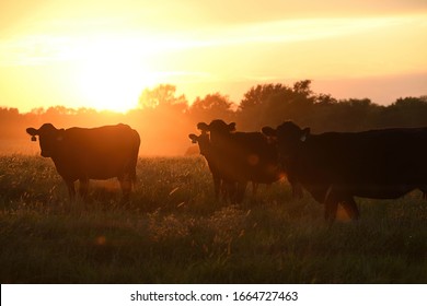 cattle grazing in the pasture at sunset