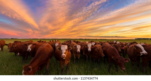 Cattle grazing in the pasture at sunset in the country.