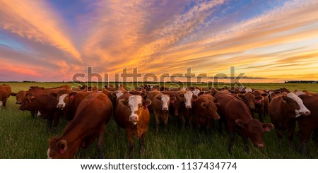 Cattle grazing in the pasture at sunset in the country.