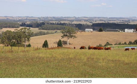 Cattle grazing peacefully in lush South Gippsland country Victoria, Australia - Shutterstock ID 2139222923