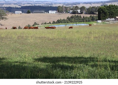 Cattle grazing peacefully in lush South Gippsland country Victoria, Australia - Shutterstock ID 2139222925