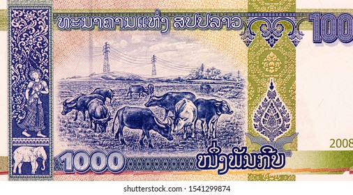 Cattle Grazing Portrait From Lao 1000 Kip 2008 Banknotes. 