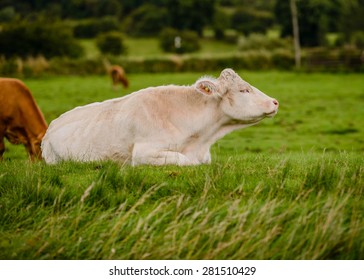 Cattle grazing and resting peacefully in a green field