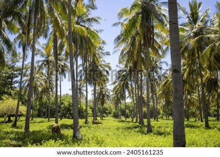 Cattle grazing under the shade of palm trees in a tropical grove.