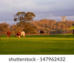 cattle grazing with a windmill in background