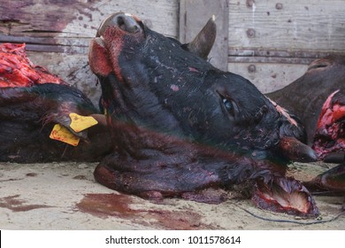 cattle-head-slaughtered-authentic-scene-260nw-1011578614.jpg