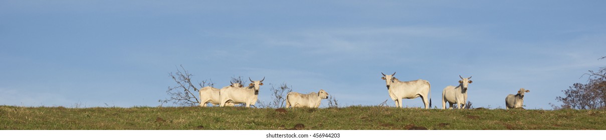 cattle herd
