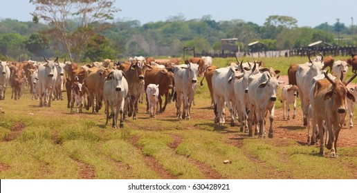 Cattle Herd