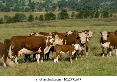 Cattle Herd Australia, Hereford Cattle In Lush Grass In NSW. Australia Most Meat Is For Export.