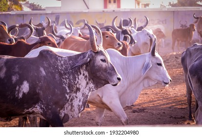 cattle herd in the corral,indian cow group in yard,indian cows in Cow Farm,farming and animal husbandry concept,milk production and dairy products,