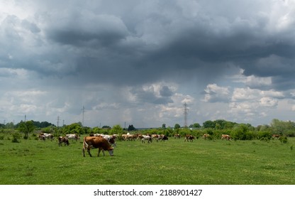 Cattle Herd Graze In Pasture With Dramatic Storm Cloud, Domestic Animal In Free Range Farming On Rainy Day