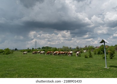 Cattle Herd Graze In Pasture With Dramatic Storm Cloud, Domestic Animal In Free Range Farming On Rainy Day