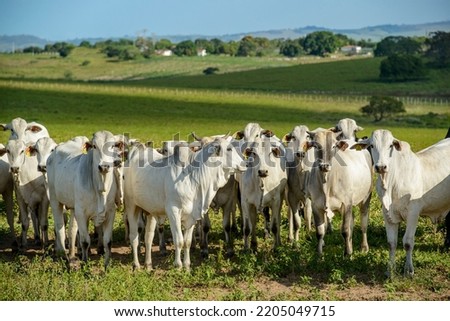 Cattle. Herd of Nelore cattle in the Northeast Region of Brazil on 19 September, 2022. Livestock.