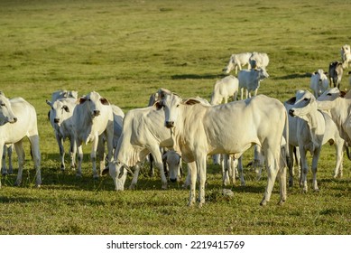 Cattle. Herd of Nelore cattle in the pasture, in the late afternoon. Brazilian livestock. - Shutterstock ID 2219415769