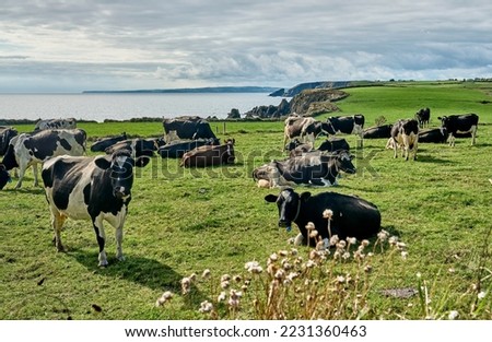 cattle herd on the green cliffs of southern Ireland near Annestown
