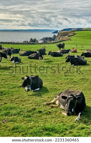cattle herd on the green cliffs of southern Ireland near Annestown