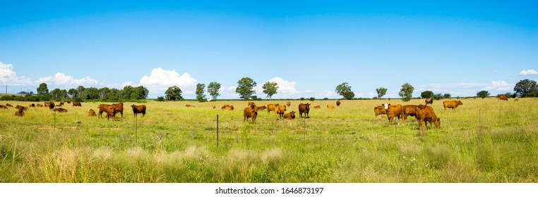 A cattle herd panorama, South Africa.