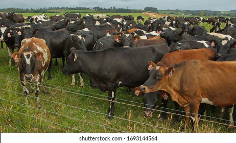 Cattle herd in Southland on South Island of New Zealand
