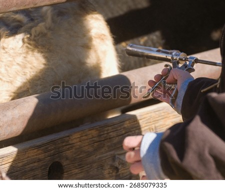 Cattle herding and vaccination process on a sunny ranch day
