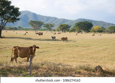 Cattle Herds Of Valledupar, COlombia