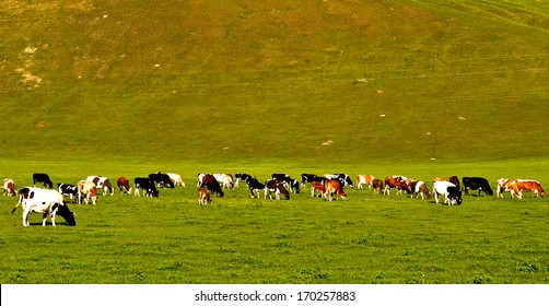 Cattle, In Inner Mongolia Steppe