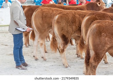 Cattle Judge Judging Limousine Cows In A Livestock Contest