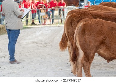 Cattle Judge Judging Limousine Cows In A Livestock Contest