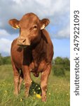 Cattle: Limousin breed bullock standing in field on farmland in rural Ireland in summertime 