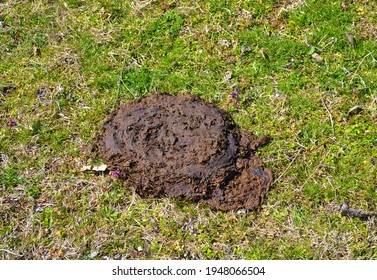 The Cattle Manure, Or Cow Dung As Fertilizer