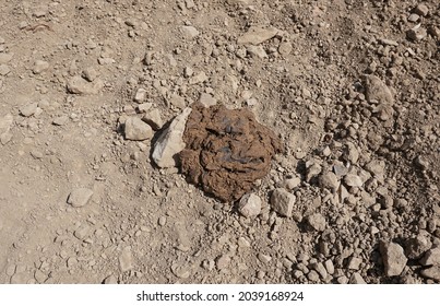                    Cattle Manure In The Soil, Manure Dried            