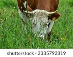 Cattle of many different breeds live on the meadows of Germany, for example Limousin, Scottish Highland cattle, Charolais and others.
