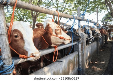 cattle market. herd of cows in the pen. cattle farm. sacrificial animals for the preparation of Eid al-Adha for Muslims. - Shutterstock ID 2310860329