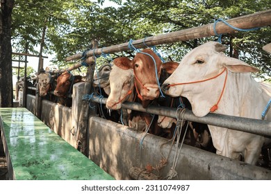cattle market. herd of cows in the pen. cattle farm. sacrificial animals for the preparation of Eid al-Adha for Muslims. - Shutterstock ID 2311074987