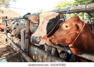cattle market. herd of cows in the pen. cattle farm. sacrificial animals for the preparation of Eid al-Adha for Muslims. - Shutterstock ID 2311075303