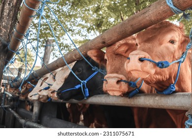 cattle market. herd of cows in the pen. cattle farm. sacrificial animals for the preparation of Eid al-Adha for Muslims. - Shutterstock ID 2311075671